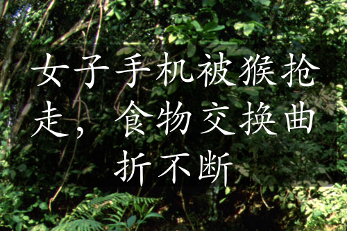 女子手機(jī)被猴搶走，食物交換曲折不斷