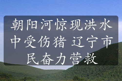 朝陽河驚現(xiàn)洪水中受傷豬 遼寧市民奮力營救